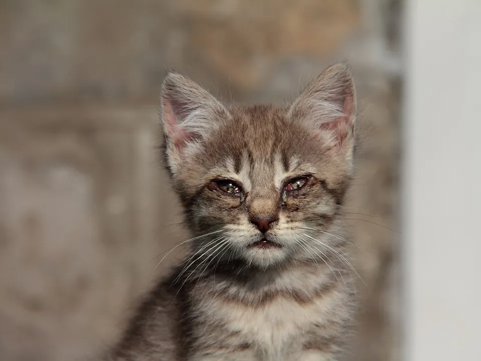 Kitten with discharge around the eyes and nose.