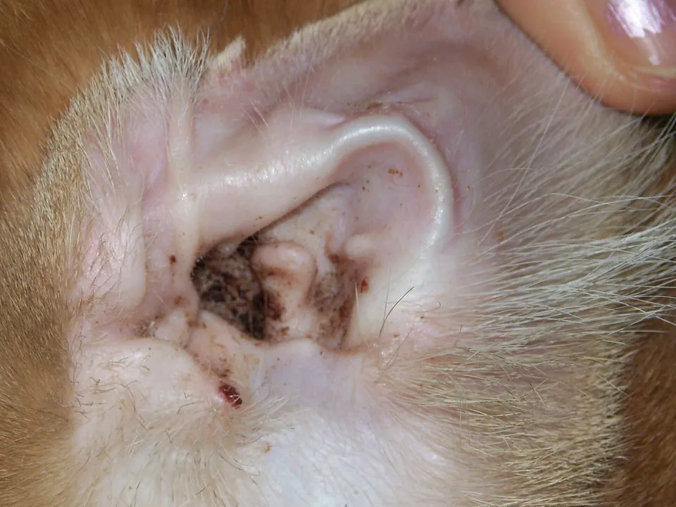 Close view of a cat's ear with dark debris.