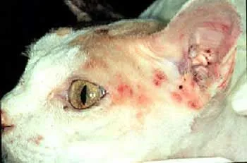 Cat with a patch of hair loss and scaling on the skin.