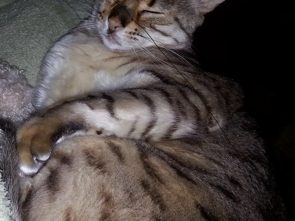 Overweight cat viewed from the side while standing.
