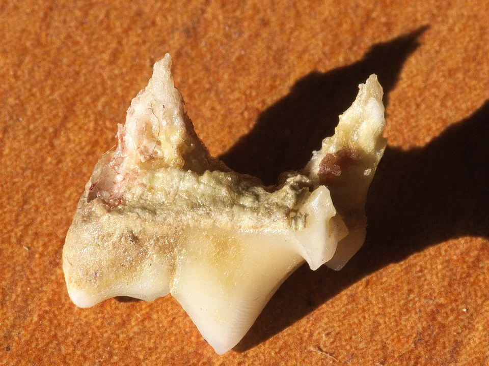 Close view inside a cat's mouth showing localized gum inflammation beside a molar.