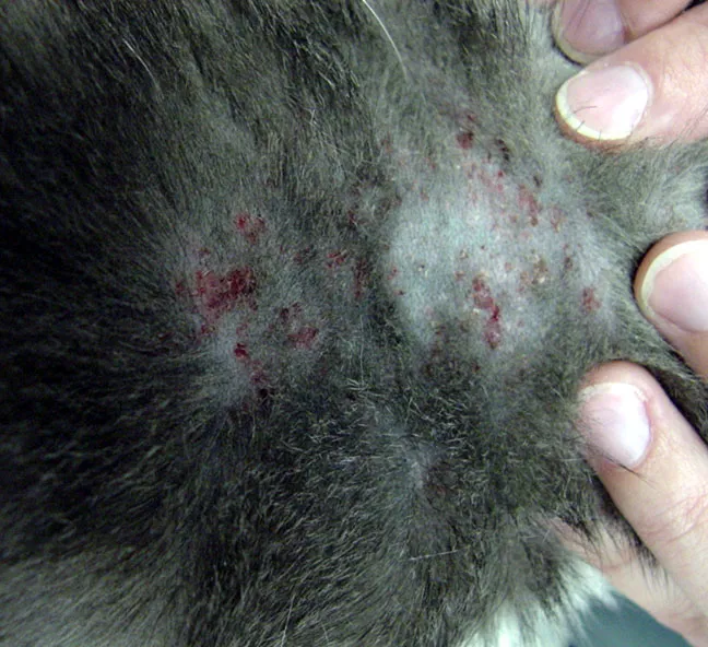 Close view of a cat's skin with small crusted bumps and hair thinning.