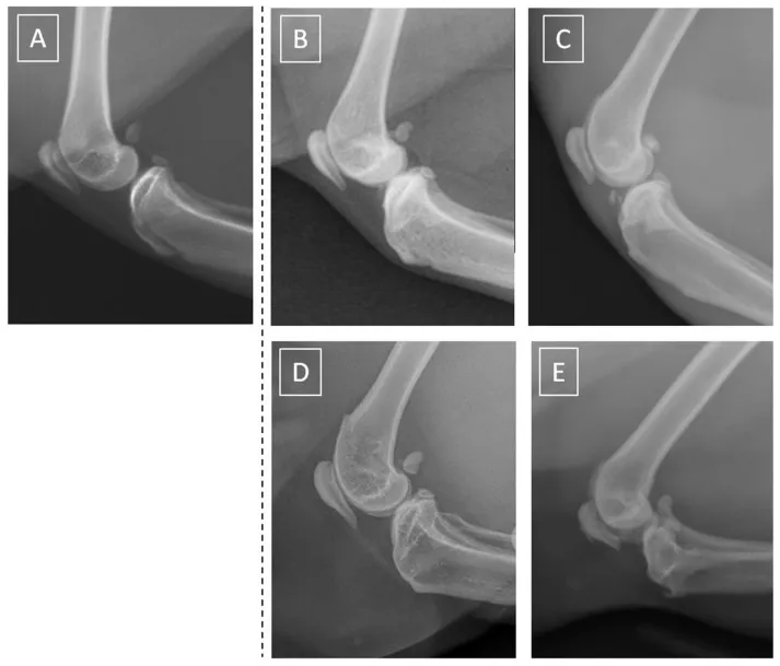 Five feline knee radiographs illustrating increasing osteoarthritis scores.