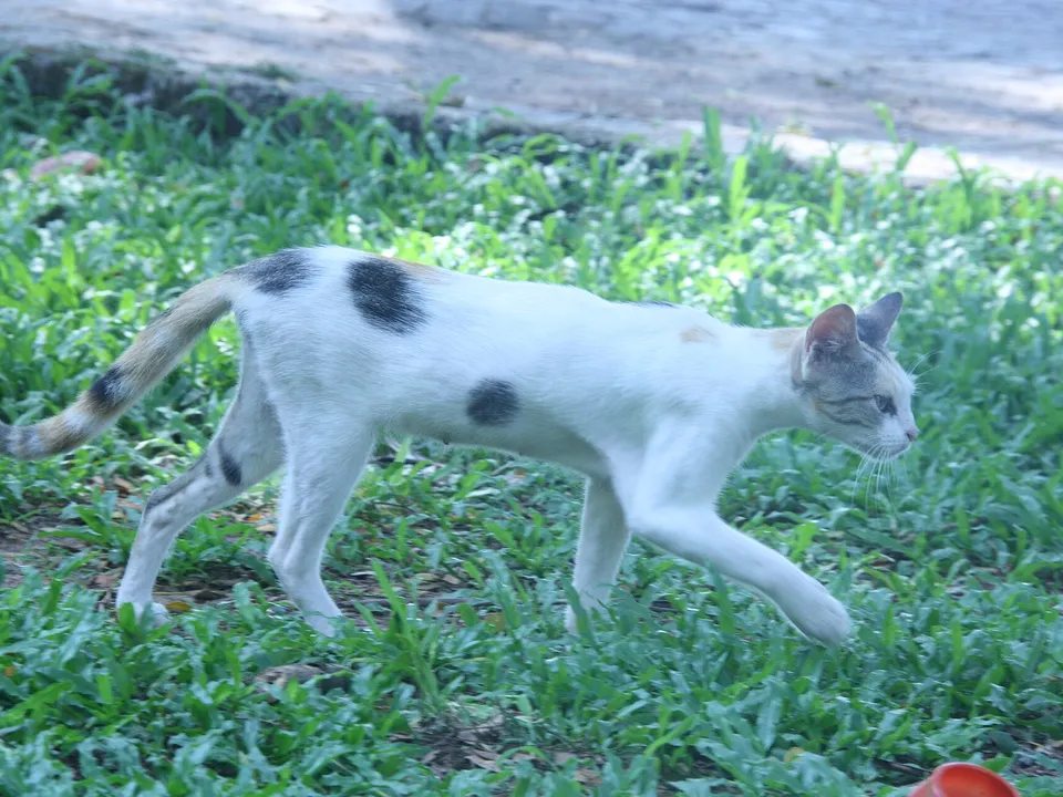 Thin cat viewed from the side with a narrow body outline.