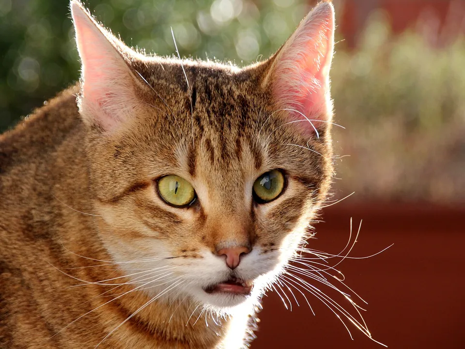 Close view of a cat's eyes with visible lens clouding.