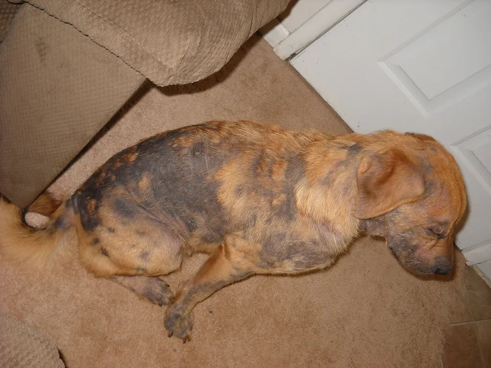 Close view of a dog's muzzle with a patch of thinning hair, scale, and redness.