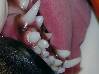 Close view of a dog's mouth showing a smaller retained baby tooth beside an adult tooth.