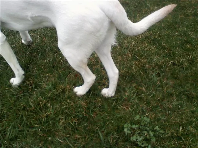 Dog standing with the rear legs close together during an altered gait.