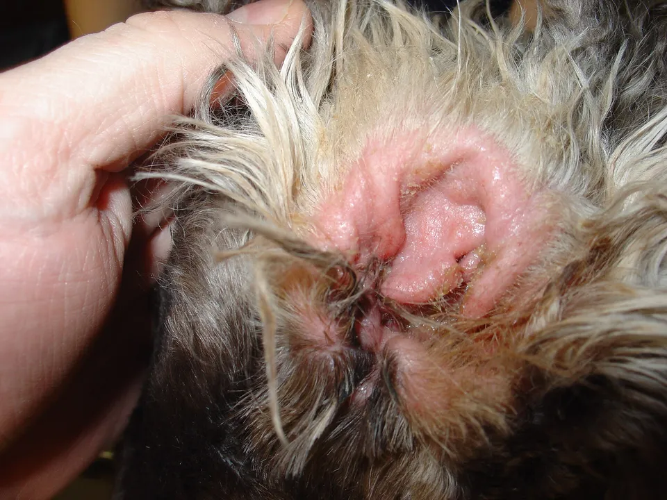 Close view of a dog's ear canal with redness, swelling, and dark discharge.