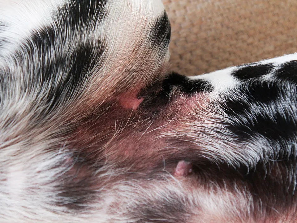 Dog with red irritated skin and hair thinning around the face.