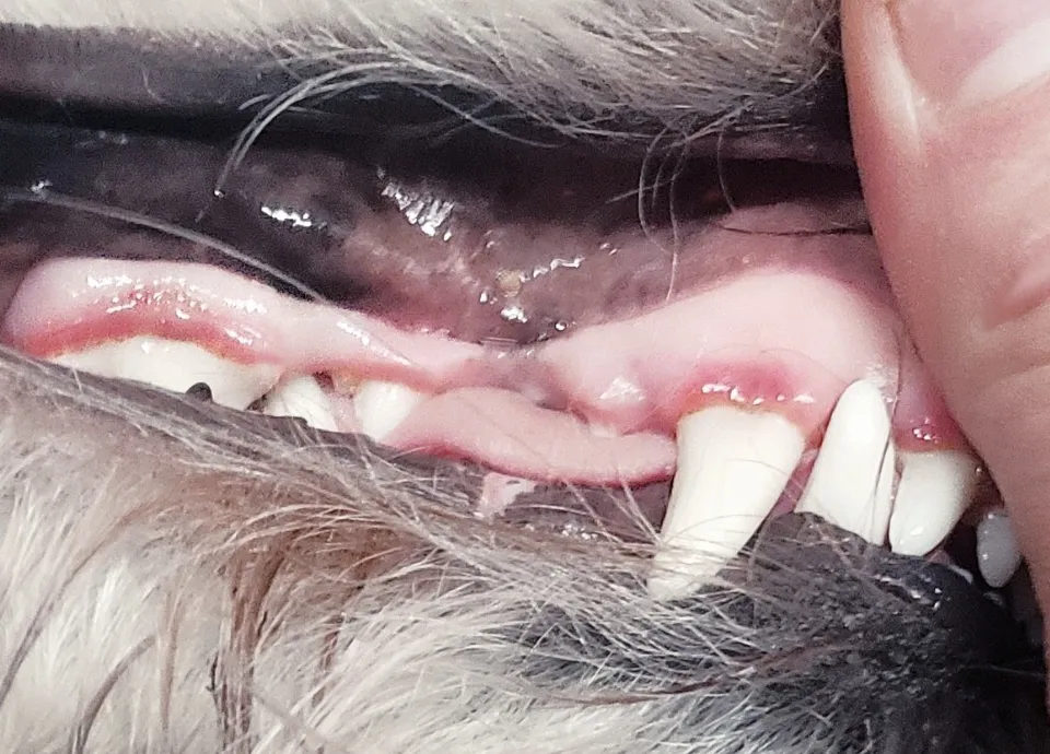 Close view of a dog's teeth and gums with plaque and red gum margins.