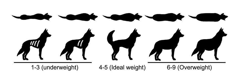 Veterinary body-condition score diagram showing dog silhouettes from thin to obese.