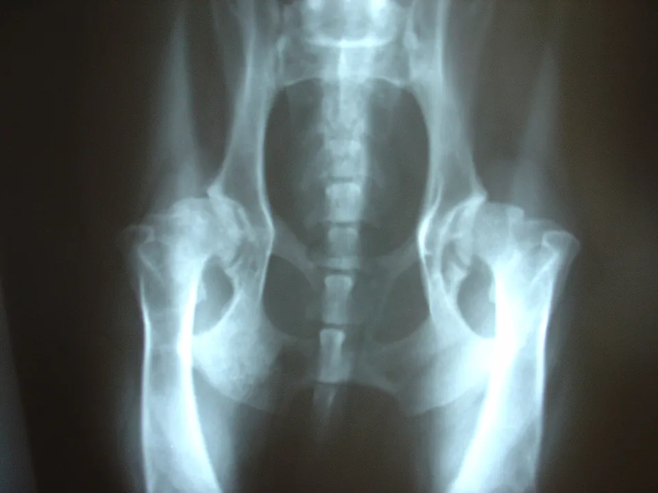 Hip radiograph showing altered joint shape and arthritic change in a dog.