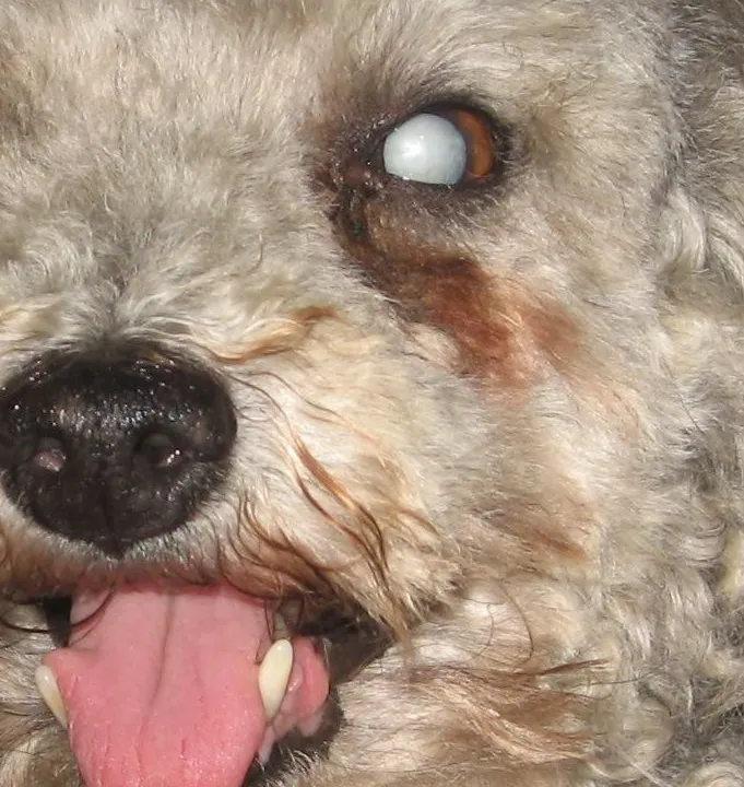 Close view of a dog's eye with visible lens clouding.