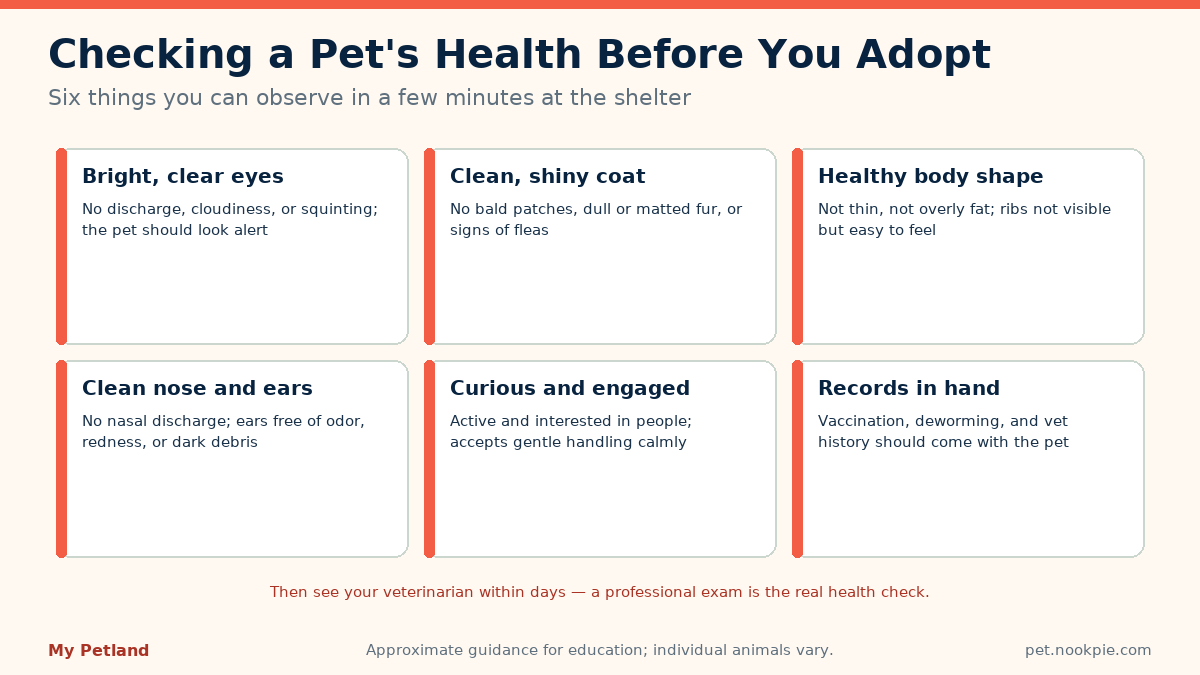 Six-tile checklist of observable health signs before adopting a dog or cat