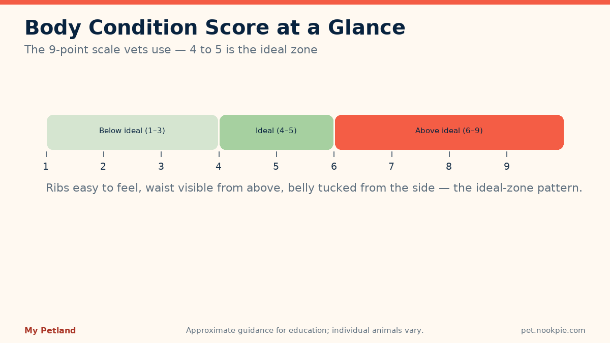Chart of the 9-point body condition score showing underweight, ideal, and overweight zones for dogs and cats