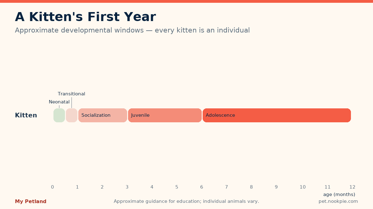 Timeline band chart of kitten developmental windows across the first twelve months
